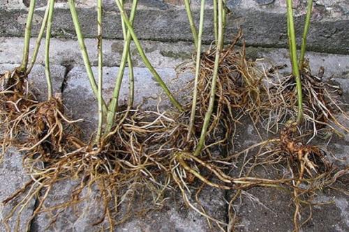 Как сажать флоксы корнями. Подготовка к посадке