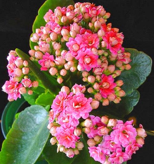 Уход за каланхоэ каландива Блоссфельда в домашних условиях. История открытия и селекции каланхоэ Блоссфельда