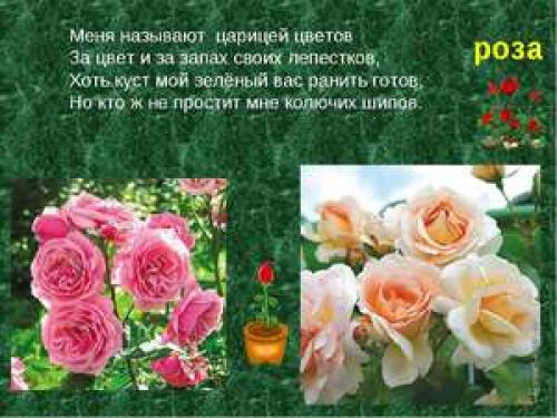 Описание розы: характеристика и полезные свойства цветка