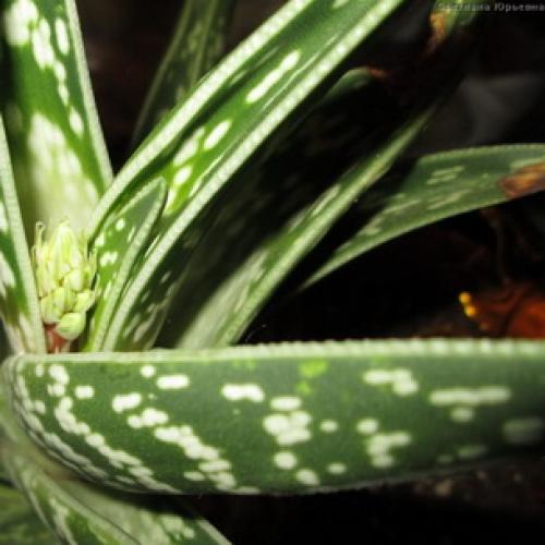 Алоэ пятнистое. Алоэ пестрое (тигровое): фото и лечебные свойства