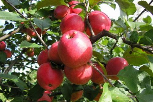 Культурные растения Плодовые. Плодовые культуры — это увлекательно