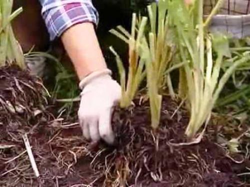 Как посадить лилейники осенью. Осенняя посадка лилейников и подготовка к зиме