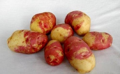 Сорт картофеля «Иван да Марья»
