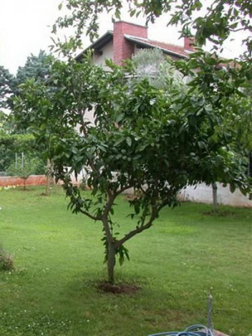 Декоративное садоводство и ландшафтный дизайн, что это. Как сделать декоративный сад своими руками