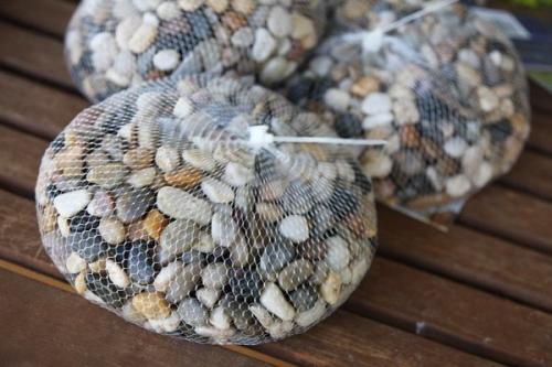 Как вырастить цветы в вазе. Как вырастить луковичные цветы в домашних условиях