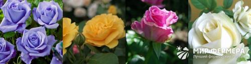 Виды роз с фото и названиями