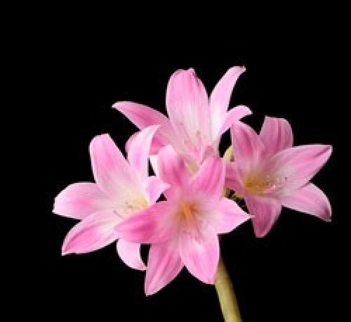 Когда цветут садовые амариллисы. Амариллис садовый многолетний: посадка, выращивание и уход