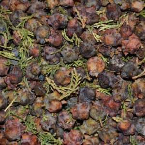 Шишки туи использование. Шишки туи: лечебные свойства и их применение