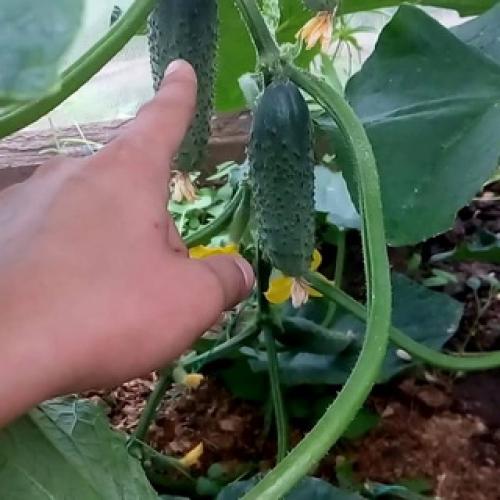 Культурное растение огурец. Растение огурец: основные биологические особенности