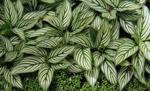Декоративно-лиственные комнатные растения