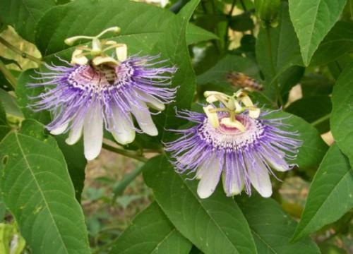 Что такое пассифлора. Пассифлора: от чего помогает и что лечит, как использовать в народной медицине