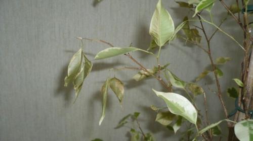 Как спасти каучуконосный фикус опали все листья. Как реанимировать фикус