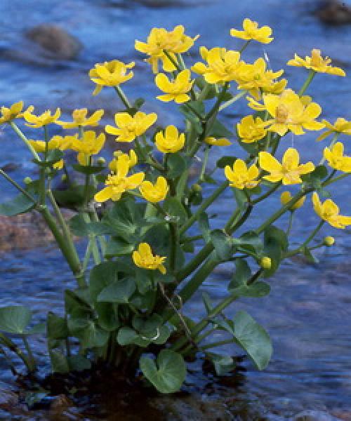 Желтый цветок на воде. Водно-болотные растения, растущие у воды