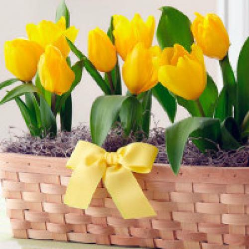 Тюльпаны на выгонку в домашних условиях. Выгонка тюльпанов