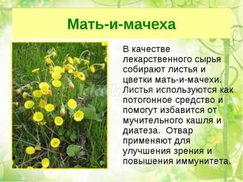 Беседа, что такое лекарственные растения цель. Беседа с детьми подготовительной группы о лекарственных растениях