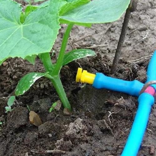 Культурное растение огурец. Растение огурец: основные биологические особенности