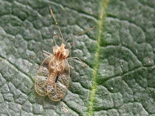 Почему желтеют нижние листья у рододендронов. Желтеют листья у рододендрона — основные причины и способы лечения