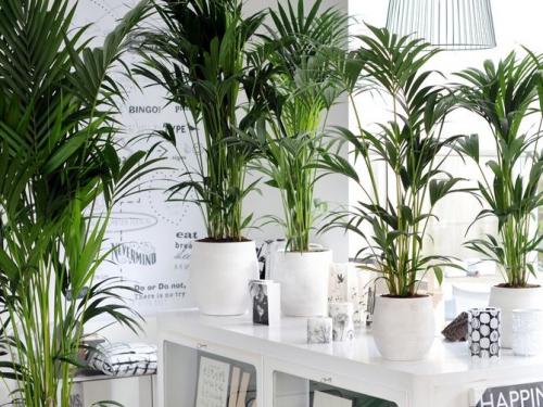 Ховея уход в домашних условиях. Ховея