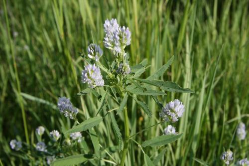 Пажитник — что это за растение?