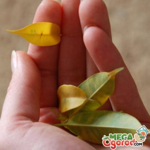 Как спасти фикус Бенджамина сохнут и опадают листья, что делать. Что делать, если фикус Бенджамина сбросил все листья?