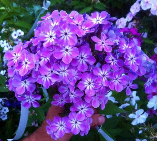 Флоксы сорта. Виды и вариации Флоксов