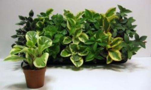 Декоративно лиственное комнатное растение. Архив по категории: Декоративно-лиственные