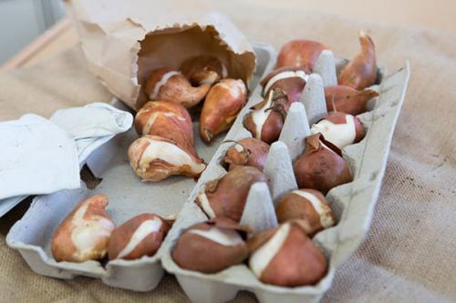 Тюльпаны на выгонку к 8 марта в домашних условиях когда сажать. Нежный букет к 8 Марта — выгонка тюльпанов дома