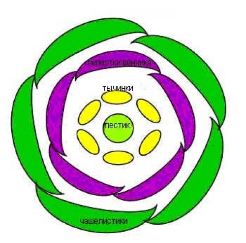 Как рисовать диаграмму цветка