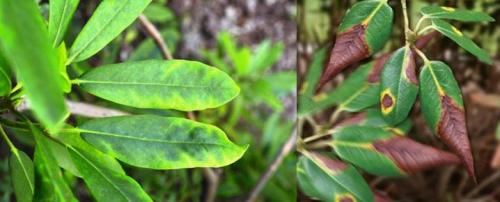 Почему у вечнозеленого рододендрона желтеют листья. Почему листья желтеют, засыхают, опадают?