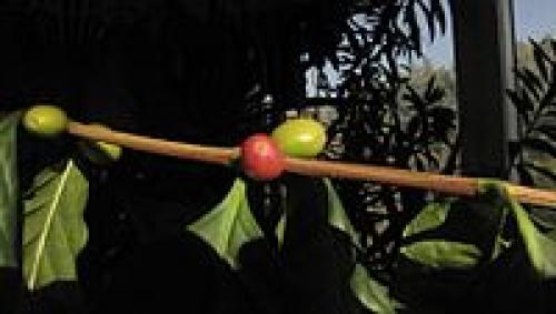 Культурные растения доклад. Культурные растения