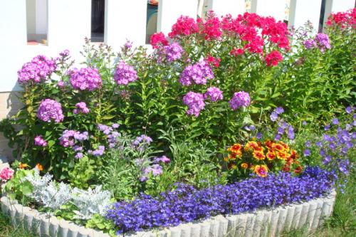 Как правильно посадить осенью флоксы. Как правильно посадить флоксы в открытый грунт