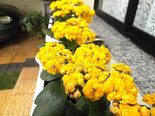 Каланхоэ Блоссфельда уход в домашних условиях. Каланхоэ Блоссфельда: яркий суккулент родом из тропиков