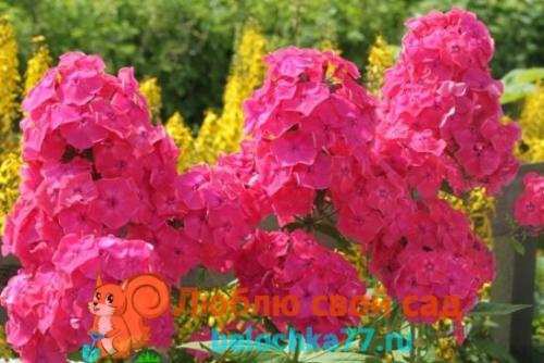 Когда сажать флоксы многолетние. Сорта многолетних флоксов с фото