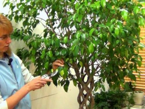 Как спасти фикус Бенджамина сохнут и опадают листья, что делать. Что делать, если фикус Бенджамина сбросил все листья?