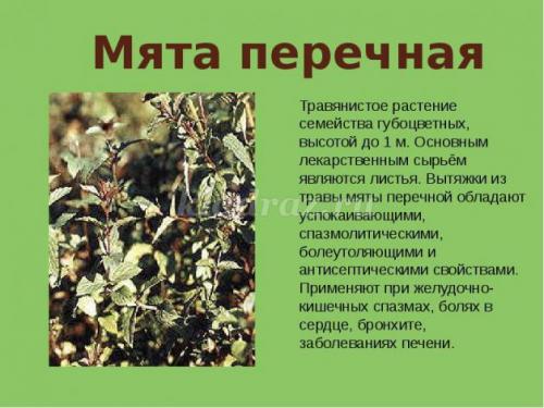 Беседа, что такое лекарственные растения цель. Беседа с детьми подготовительной группы о лекарственных растениях