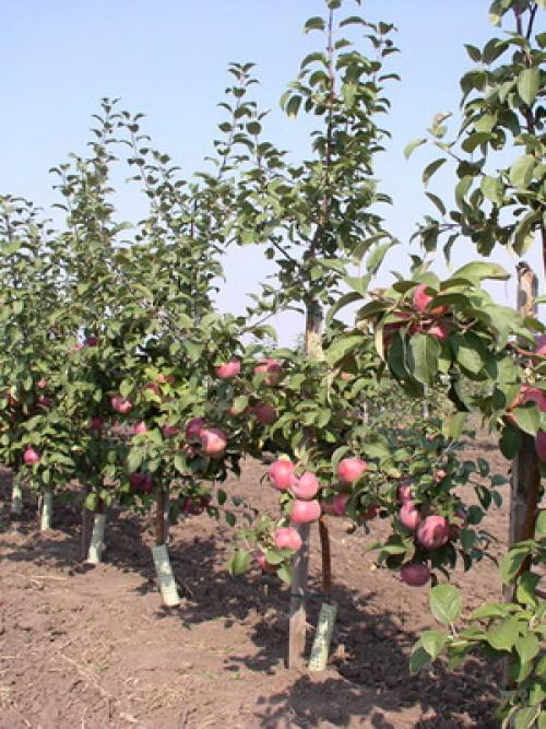 Культурные растения Плодовые. Плодовые культуры — это увлекательно