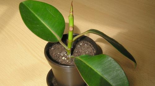 Почему не растет фикус каучуконосный в домашних условиях. Почему перестал расти фикус?