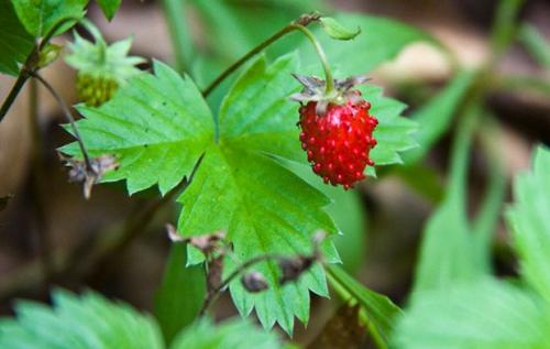 Лесная клубника где растет. Как выглядит и где растет