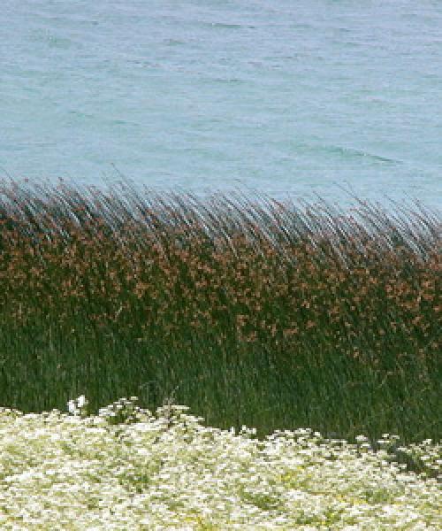 Желтый цветок на воде. Водно-болотные растения, растущие у воды