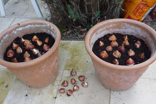 Тюльпаны на выгонку к 8 марта в домашних условиях когда сажать. Нежный букет к 8 Марта — выгонка тюльпанов дома