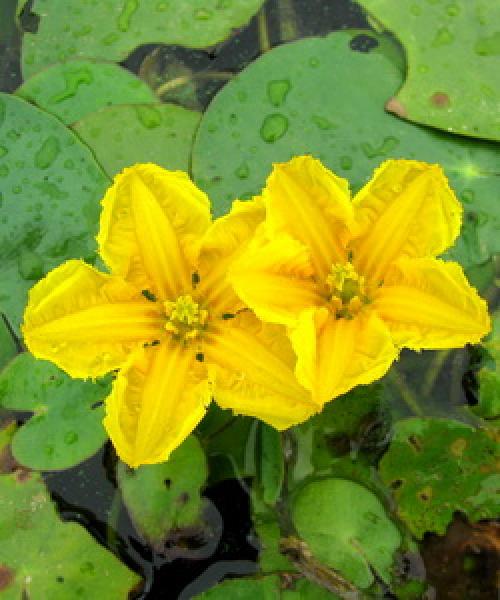Желтый цветок на воде. Водно-болотные растения, растущие у воды