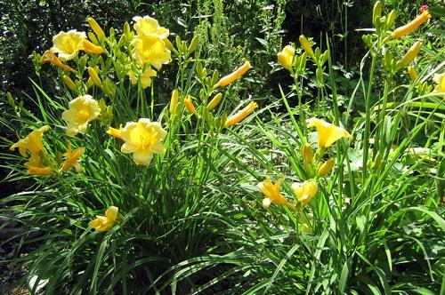 Как лучше посадить лилейники. Сажаем лилейник весной