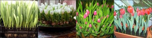 Тюльпаны на выгонку в домашних условиях. Выгонка тюльпанов