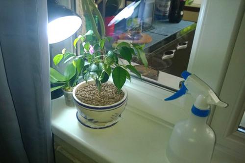 Почему не растет фикус в домашних условиях. Почему не растет фикус Бенджамина? Ищем ответы