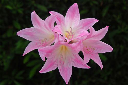 Когда цветут садовые амариллисы. Амариллис садовый многолетний: посадка, выращивание и уход