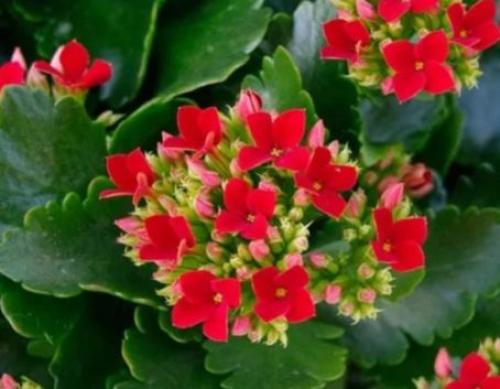 Каланхоэ Блоссфельда уход в домашних условиях. Каланхоэ Блоссфельда: яркий суккулент родом из тропиков