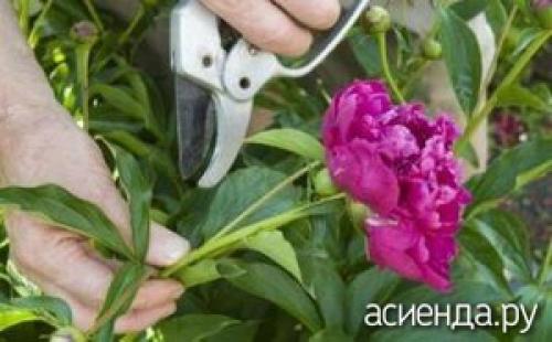 Когда и как рассаживать флоксы и пионы. Как и когда пересаживать пионы после цветения?