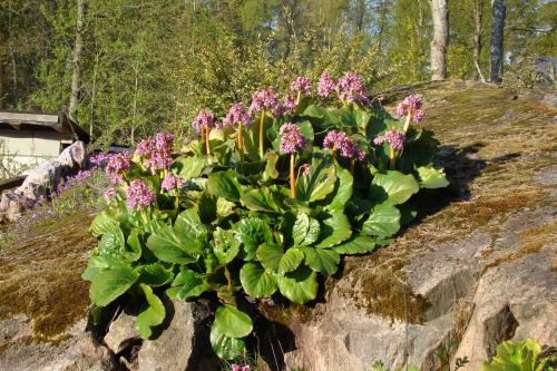 Баданы в ландшафтном дизайне. Применение в ландшафтном дизайне