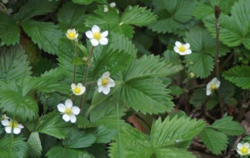 Лесная клубника где растет. Как выглядит и где растет