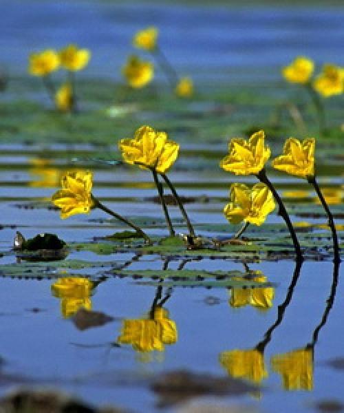 Желтый цветок на воде. Водно-болотные растения, растущие у воды